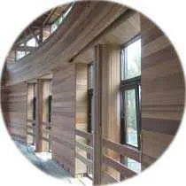 канадский кедр